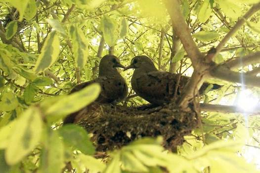 13 I (história - Srimad-Bhagavatam) Os Vinte e Quatro Gurus do Avadhuta (6300)08