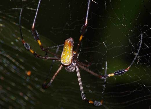 13 I (história - Srimad-Bhagavatam) Os Vinte e Quatro Gurus do Avadhuta (6300)23