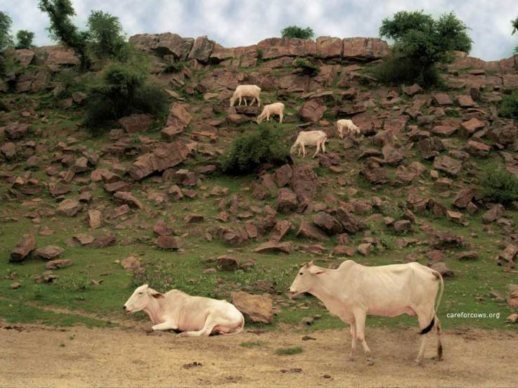 4 R (oração - peregrinação) Dez Versos Para o Refúgio em Govardhana (700) (dia 4, Govardhana Puja)4