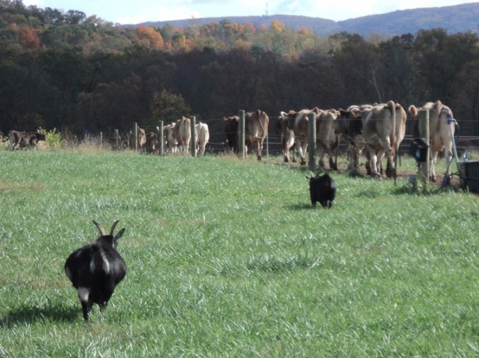 -7 I (notícia - Alimentação) Abre nos Estados Unidos Primeira Fábrica (1500) (pn)5