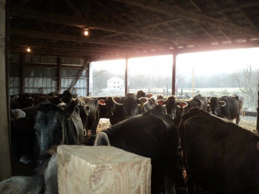 -7 I (notícia - Alimentação) Abre nos Estados Unidos Primeira Fábrica (1500) (pn)6