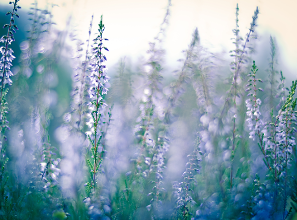 05 I (artigo - Superação de Obstáculos) Perdoe e Esqueça (1002) (sankirtana) (bg)