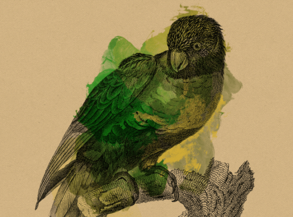 10 I (artigo - Mantra) Lições de um Papagaio (1307) (ta)