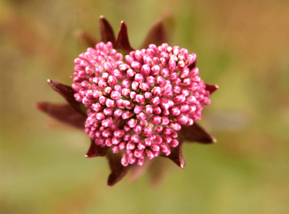 16 R (artigo - Sexo e Matrimônio) A Relação Conjugal e a Consciência de Krishna (1804)