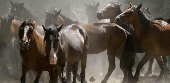 -10 I (artigo - Superação de Obstáculos) A Raiz da Ira (1705) (sankirtana) (ta)2