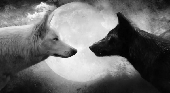 Os Dois Lobos no Coração